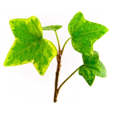 autocollants muraux lierre geant