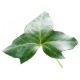 sticker muraux lierre geant