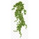 stickers mural lierre decoration