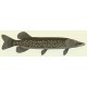 stickers muraux brochet