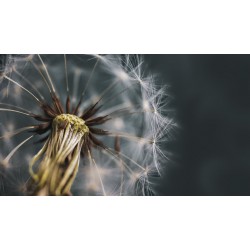 autocollant mural pissenlit design