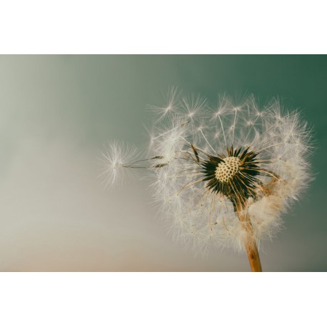 autocollant muraux pissenlit deco