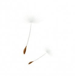 autocollant muraux pissenlit decoration