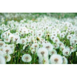 autocollants mural pissenlit champ