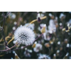 autocollants mural pissenlit decoration