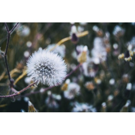 autocollants mural pissenlit decoration