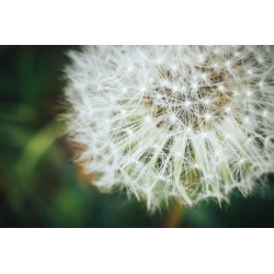 autocollants mural pissenlit geant