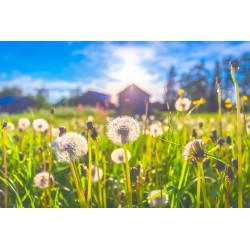 sticker muraux pissenlit decoration