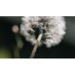 sticker muraux pissenlit pas cher