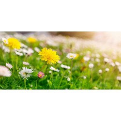 stickers autocollant muraux pissenlit paquerette