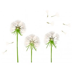 stickers muraux pissenlit geant