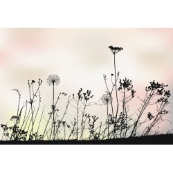 stickers pissenlits mural