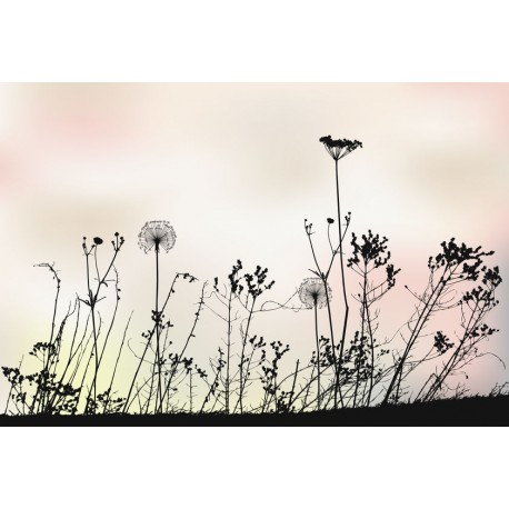 stickers pissenlits mural