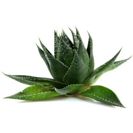 autocollants mural plante aloe vera