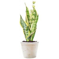 autocollants mural plante decoration