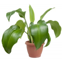 autocollants mural plante eucharis