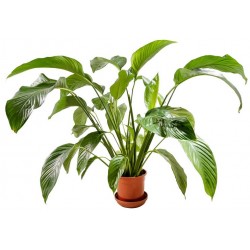 autocollants mural plantes salon