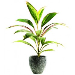 autocollants muraux plante
