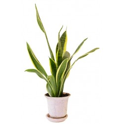 autocollants muraux plante deco