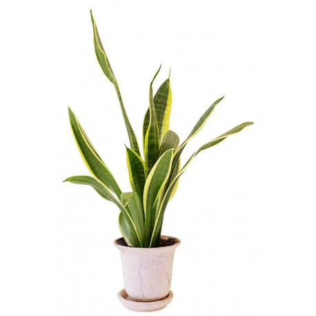 autocollants muraux plante deco