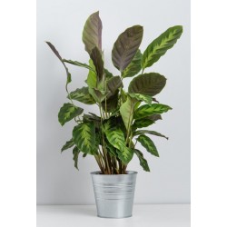 autocollants muraux plantes