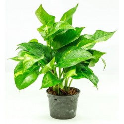 autocollants muraux plante salon