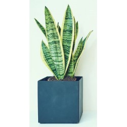 autocollants muraux plantes cuisine