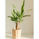 autocollants muraux plantes deco