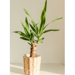 autocollants muraux plantes deco
