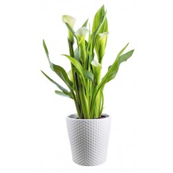 autocollants muraux plantes design