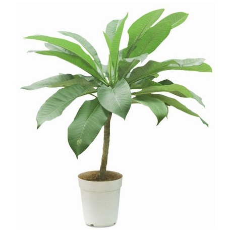 sticker muraux plante geant