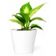 sticker muraux plante pas cher