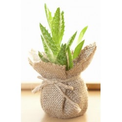 sticker muraux plante salon