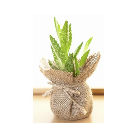 sticker muraux plante salon