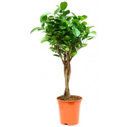 stickers mural plante pas cher