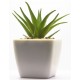 stickers mural plantes aloe vera