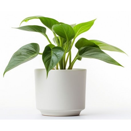 stickers mural plantes cuisine