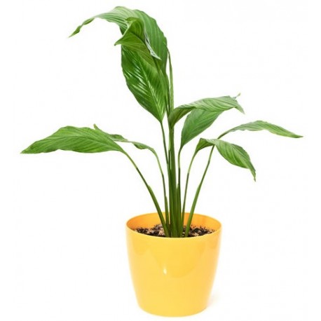 stickers mural plantes geant