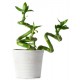 stickers mural plantes lucky bambou