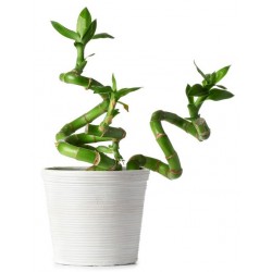 stickers mural plantes lucky bambou