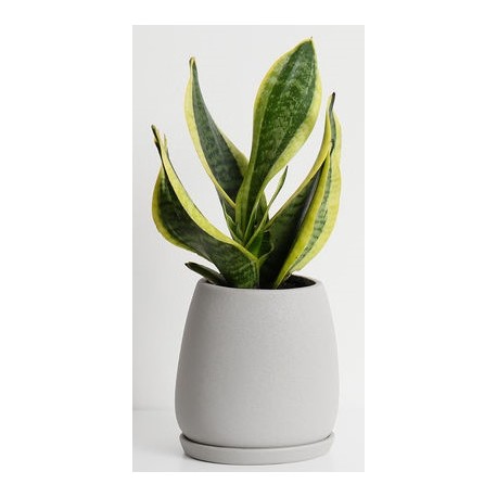 stickers mural plantes pas cher