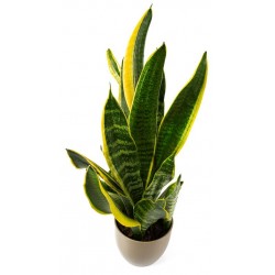 stickers mural plantes salon