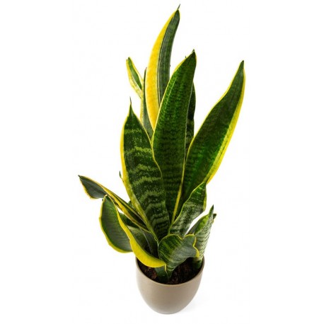 stickers mural plantes salon