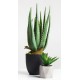 stickers muraux plante aloe vera