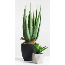 stickers muraux plante aloe vera