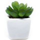 stickers muraux plante echeveria