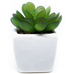 stickers muraux plante echeveria