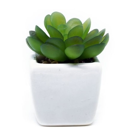 stickers muraux plante echeveria