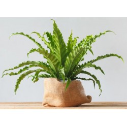 stickers muraux plante fougeres