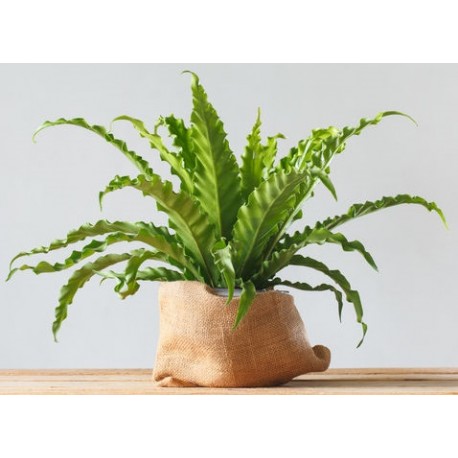 stickers muraux plante fougeres